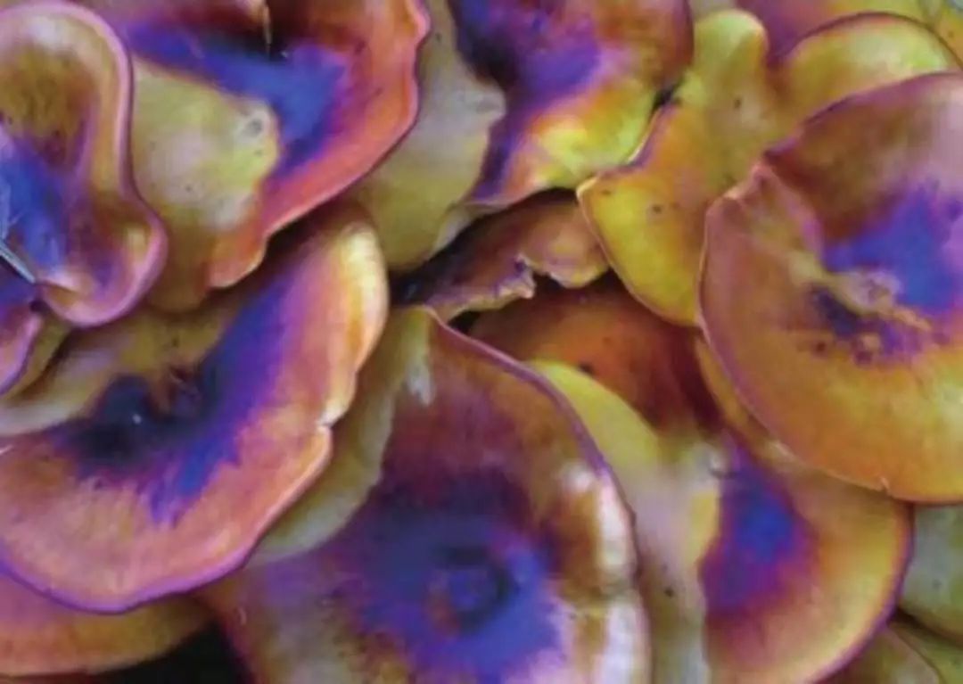 科幻发光的植物,科幻植物有哪些