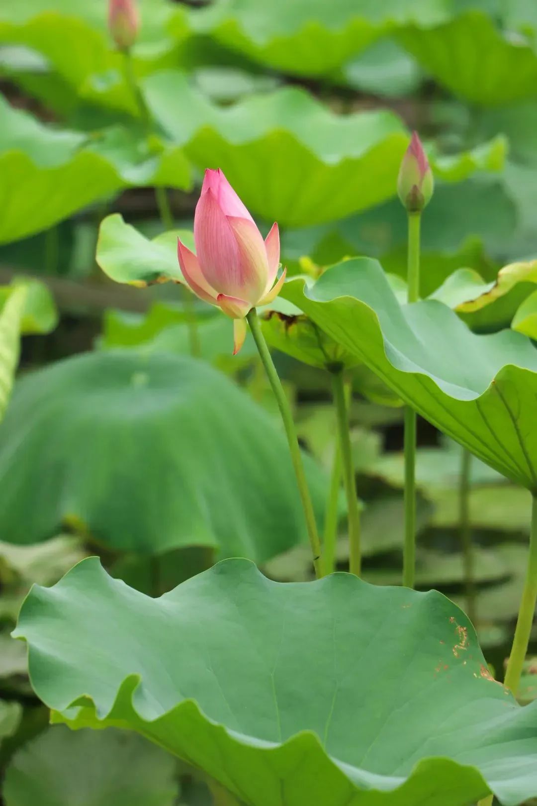 荷你有约环创,荷你有约完整视频