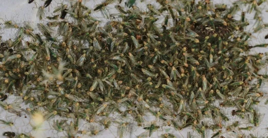 上海的白蚁成群结队，这可怎么办？