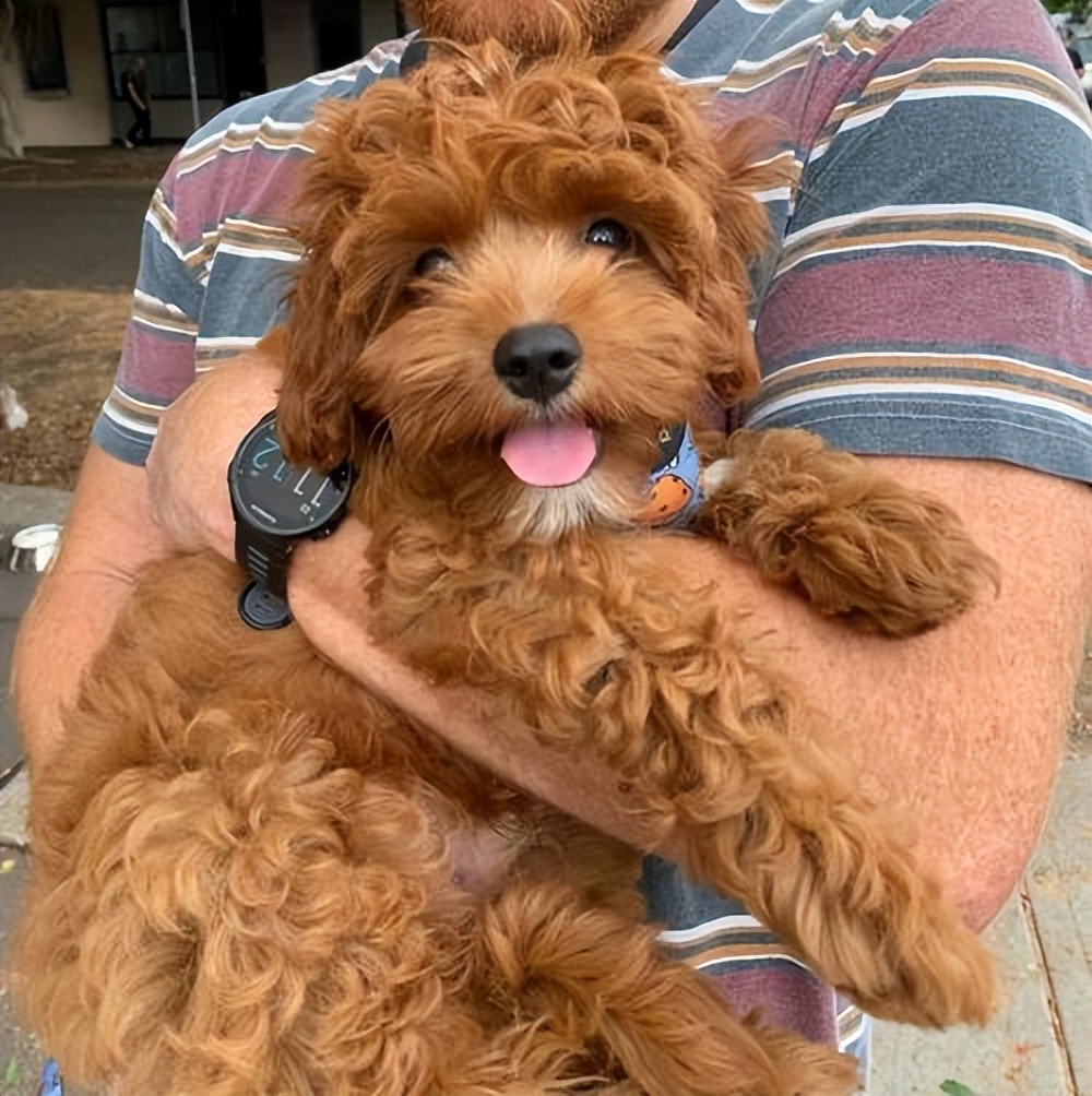 纯种泰迪和串串的区别,泰迪如何分辨纯种和串串