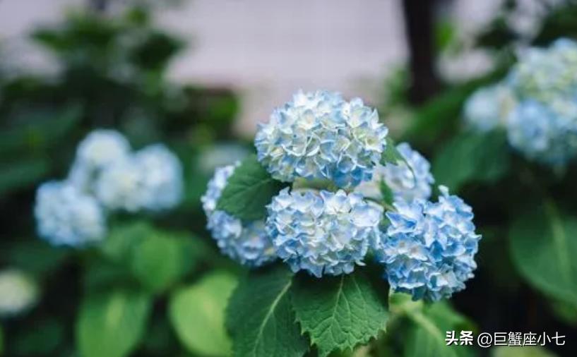 爱一个人，形态多变的狮子座，会撒娇会胡闹，有责任有魄力有担当