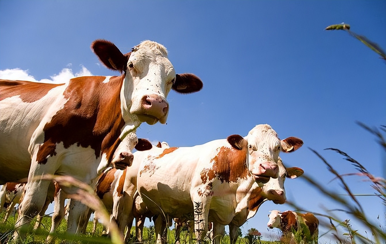 母牛养殖繁育怎么建牛舍,母牛养殖技术视频完整版