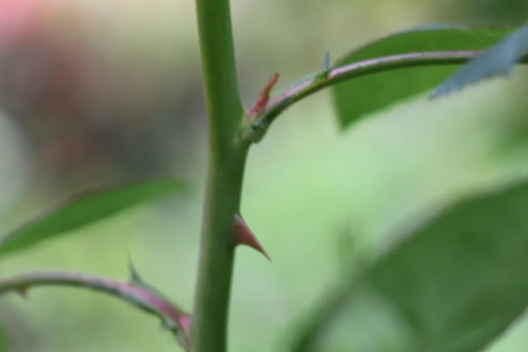 蔷薇月季和玫瑰有什么区别吗,你分得清玫瑰蔷薇和月季的区别吗