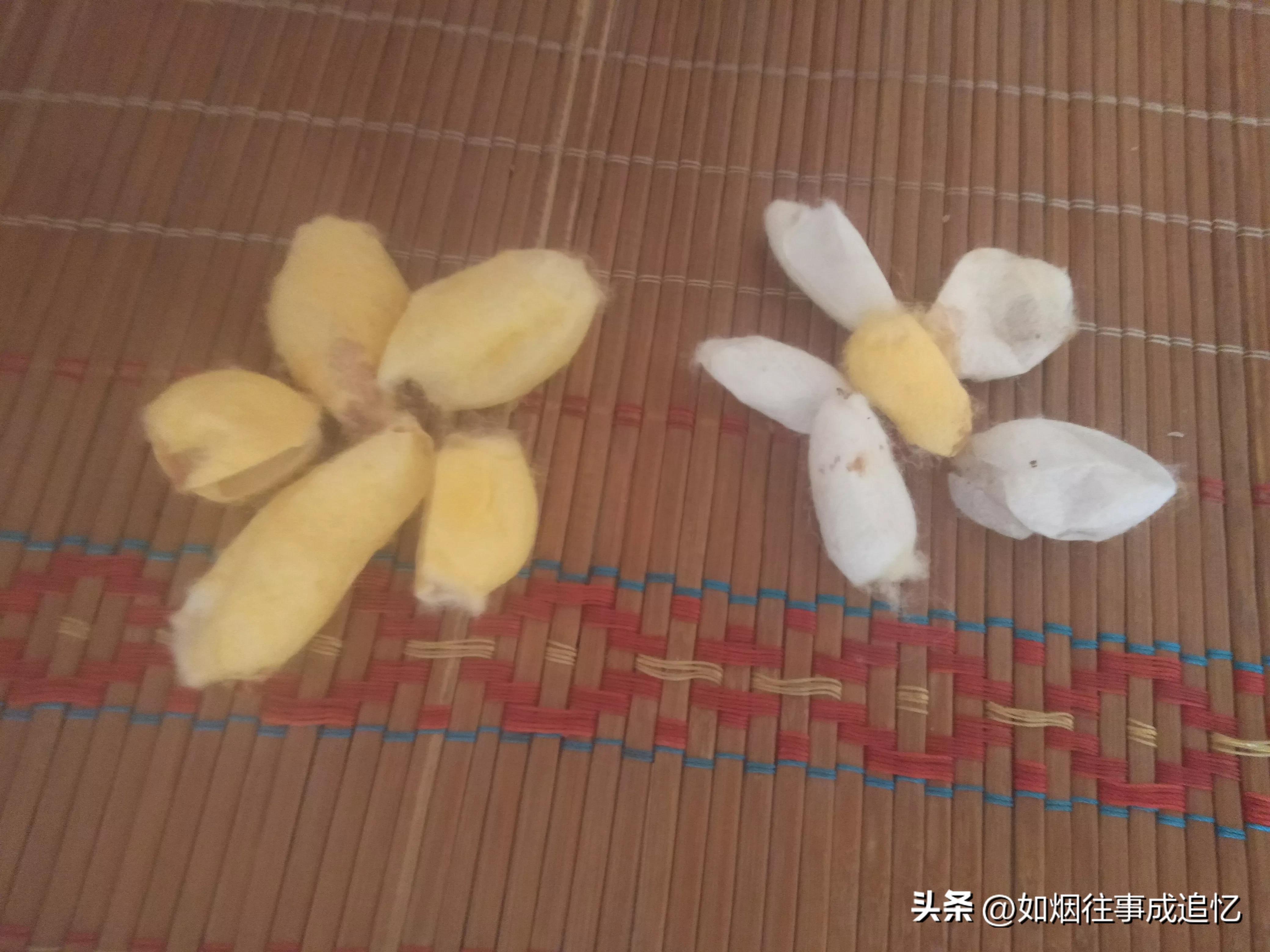 蚕沙做枕头可以用几年,蚕沙做枕头只需晒干就可以吗