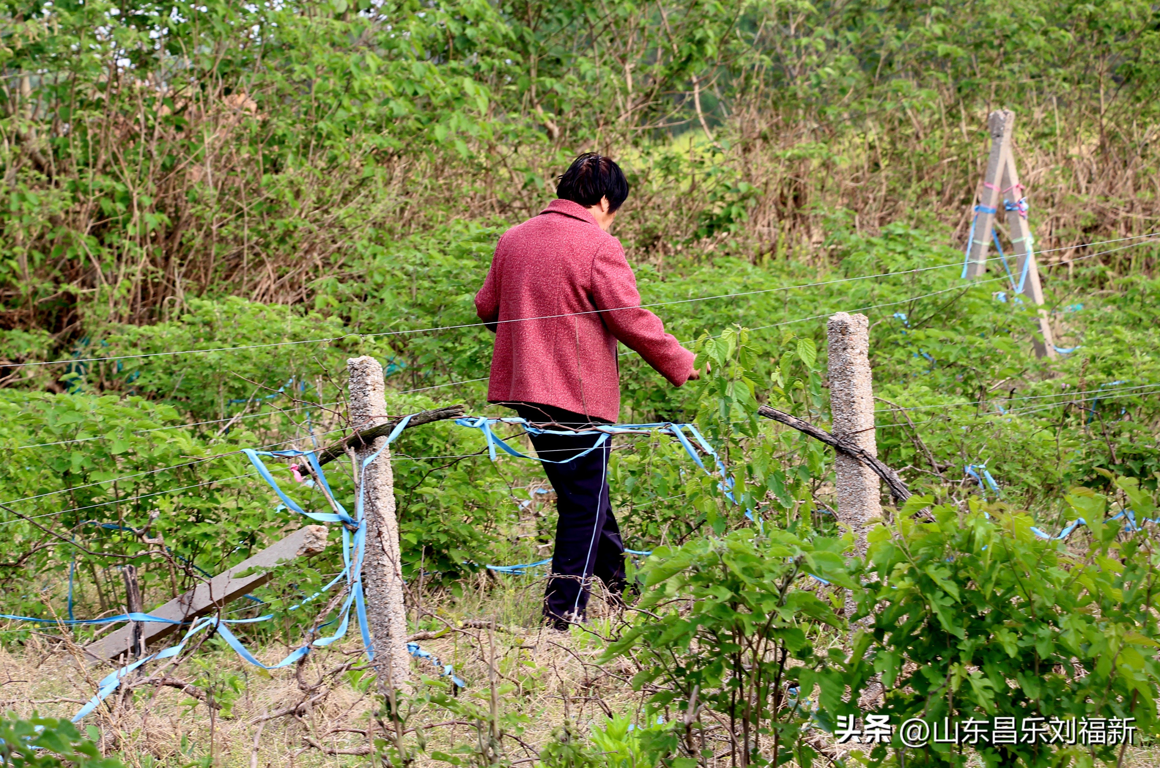 洋槐花·万马奔腾电器·鄌郚医院贴膏药
