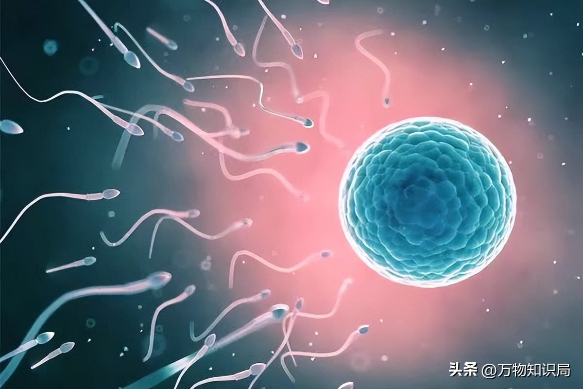 进入女性体内后，没“受精”成功的精子都去哪儿了？既好笑又心疼