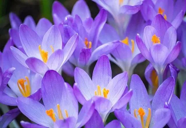 世界各国国花一览表,南美洲各国国花