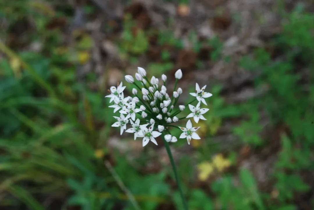 150种常见药用植物大全,150余种常见药用植物花期组图