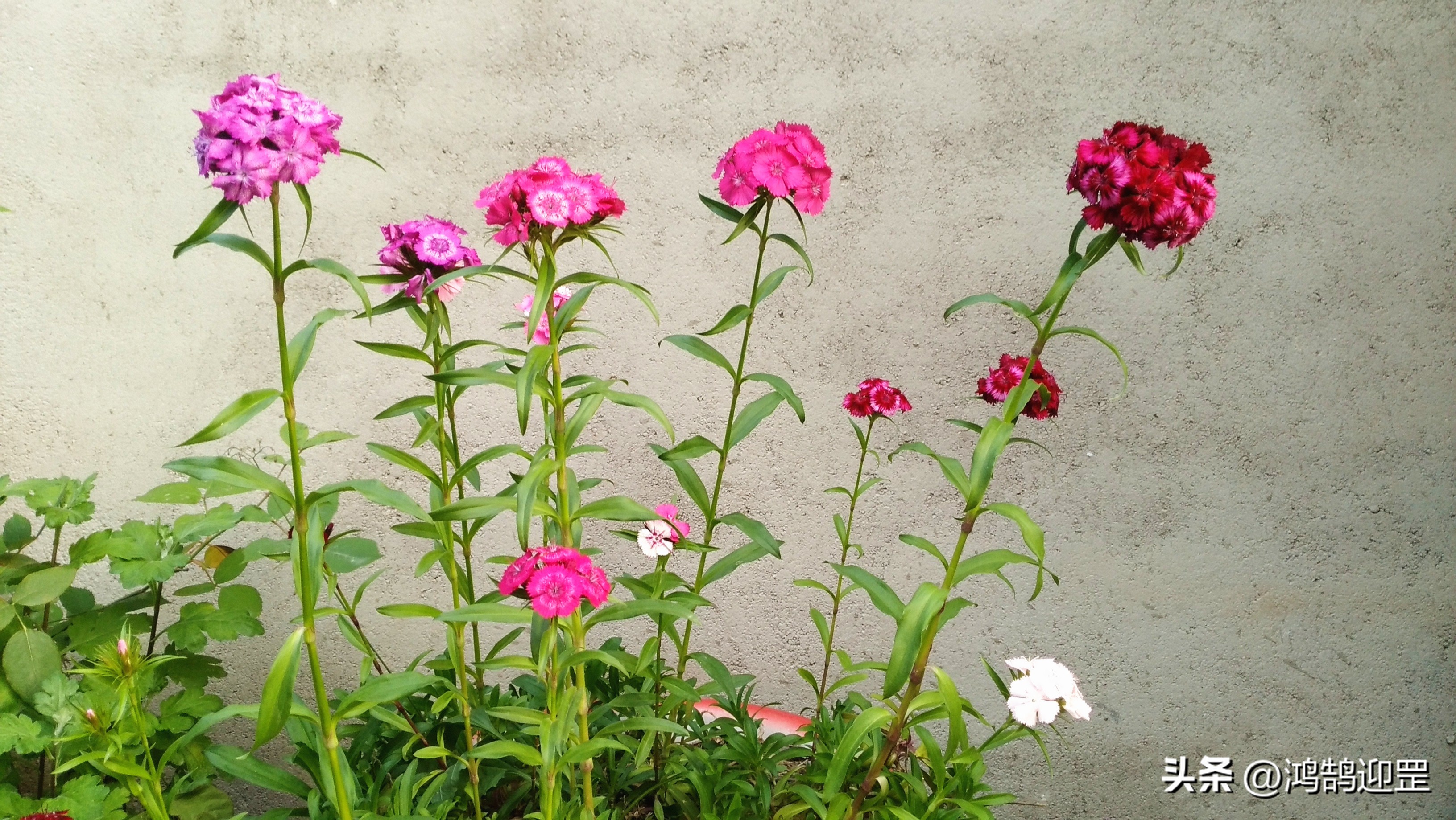 陕西方言中不同语调意思不一样,陕西方言与普通话中声母的区别