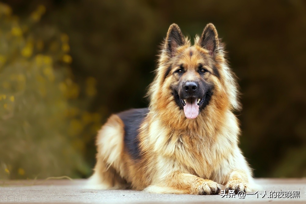性格比较乖巧听话的狗狗品种推荐,性格好的狗狗中型犬