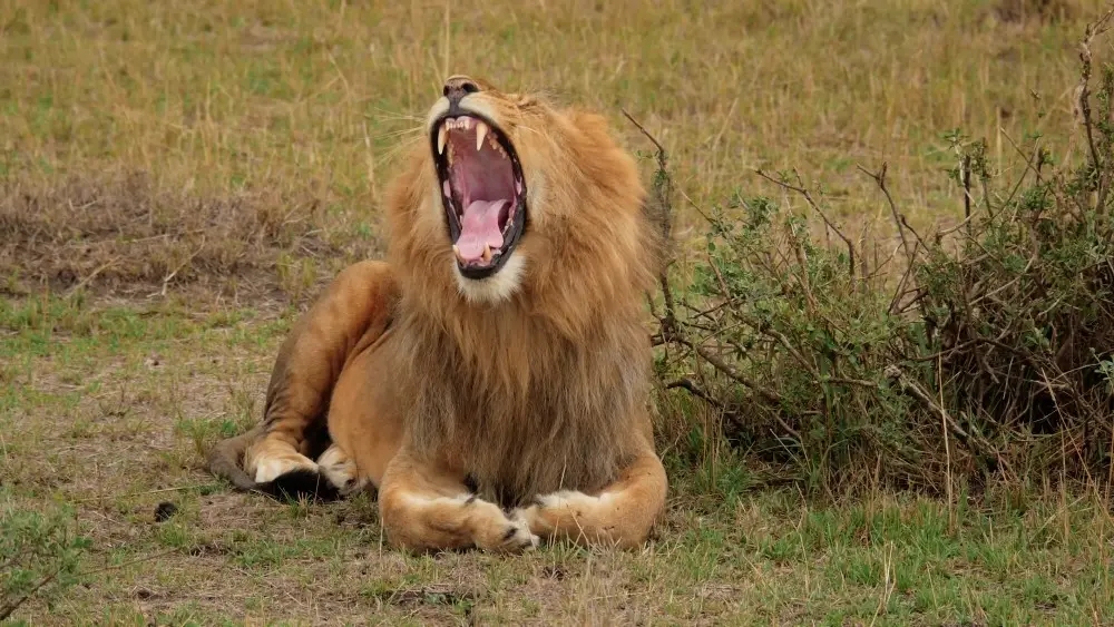 古罗马巴巴里狮vs孟加拉虎,孟加拉虎与巴巴里狮哪个厉害