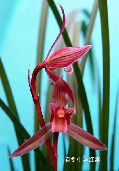 春剑中华红素兰花多少钱一苗,春剑中华红素上盆效果图