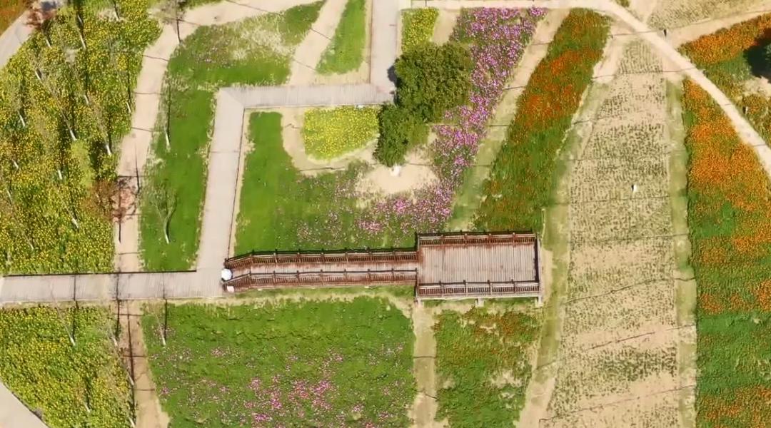 武汉随处而见的花海美景,武汉金黄花海