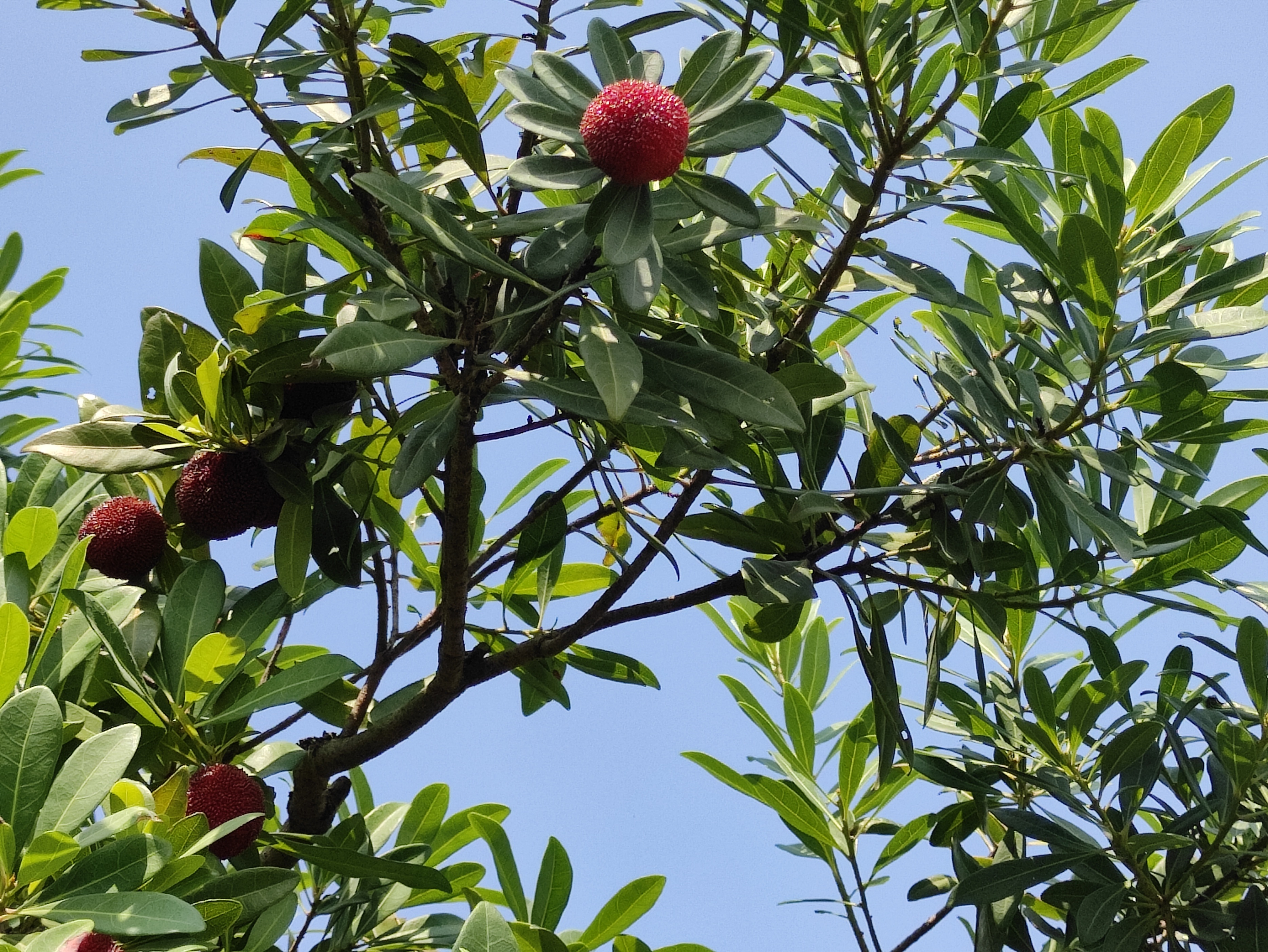 苏州东山杨梅几月份成熟,苏州东山杨梅还是西山杨梅好吃