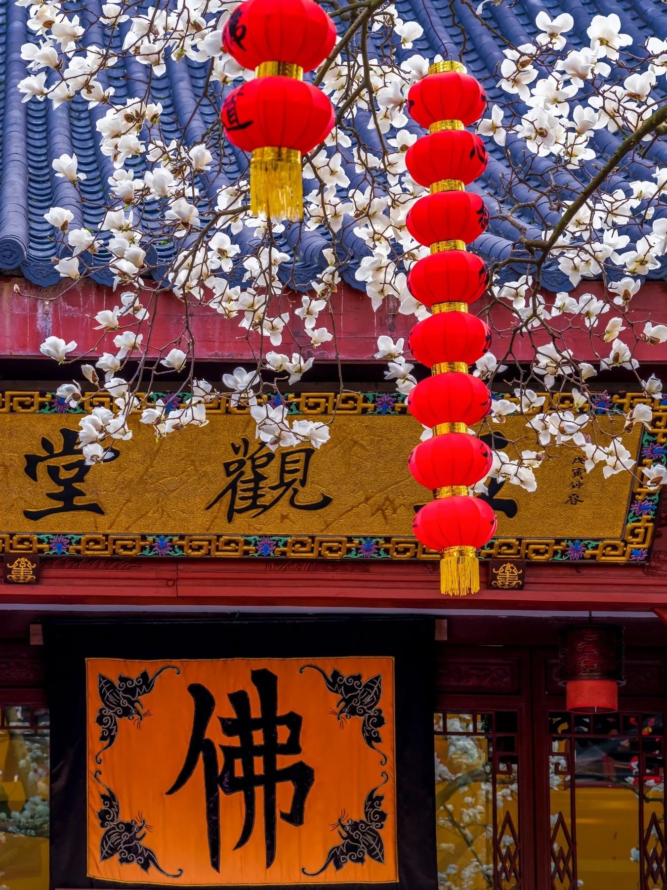 玉兰花壁纸头像,全部姓孙的玉兰花壁纸