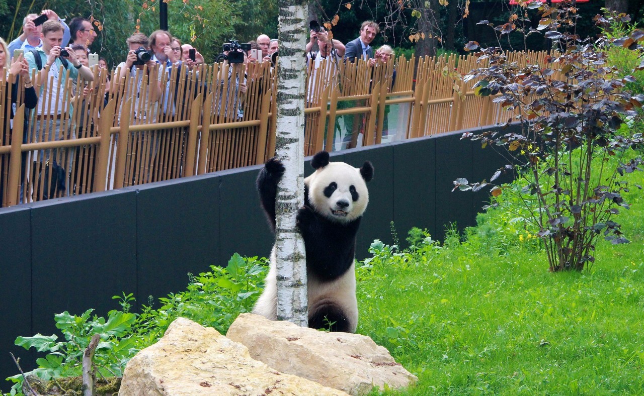 最喜爱大熊猫的前六名国家,世界上最宠大熊猫的6个国家