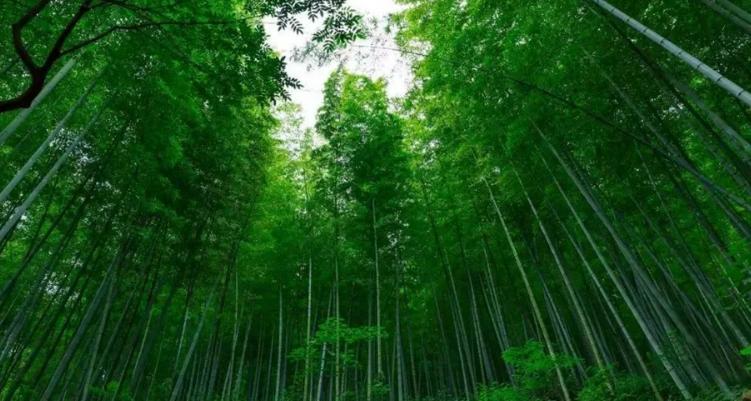 杭州周边春节游玩景点推荐,杭州十大遛娃必去景点冬天