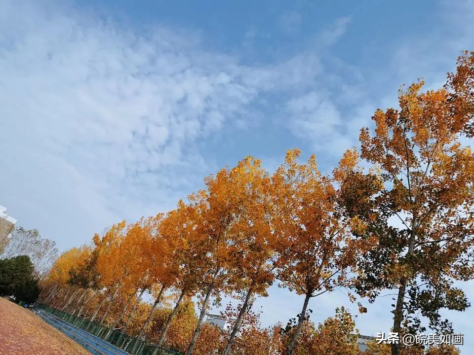 安徽大学好看的风景,高校最美秋景