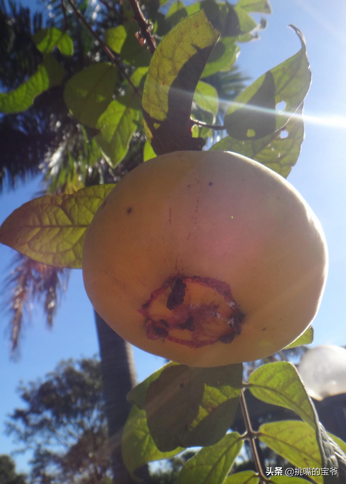 坐在赤道上，气候似云南的南美小国，数百种水果让人口水不断