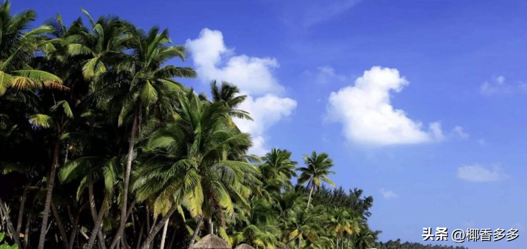 椰林寓意,海南椰林的特点