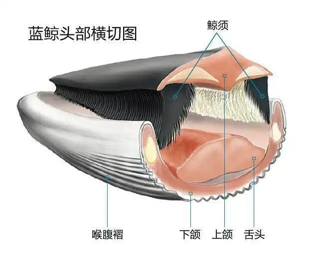 大王乌贼是不是抹香鲸的食物,抹香鲸是如何找到大王乌贼的