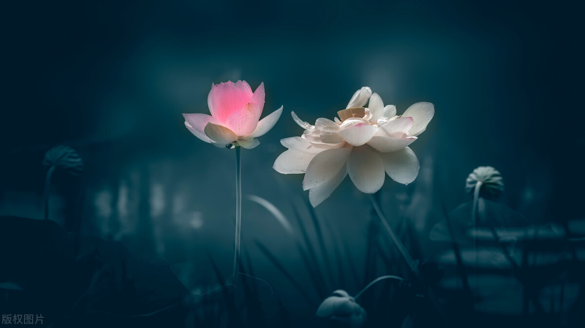 经典诵读中国的力量,经典诵读感受经典的力量