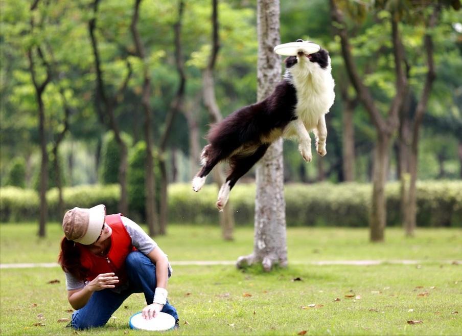 狗狗吃狗粮不嚼直接吞怎么办,狗狗不吃狗粮妙招大全