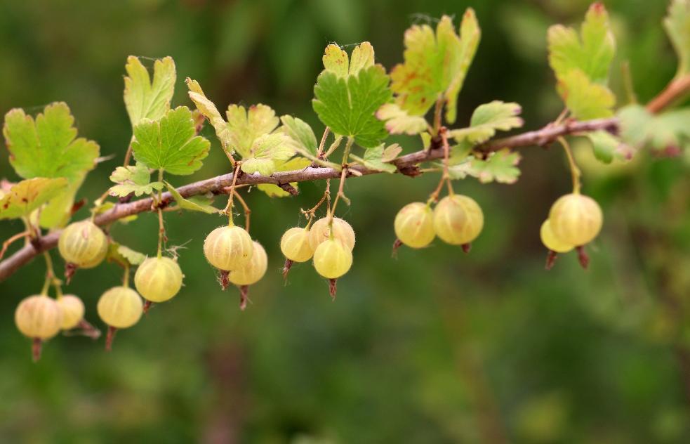 「今日作家」李延平‖平凡中的日子（散文）