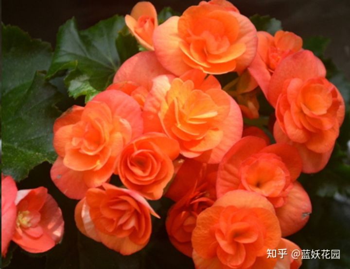 丽格海棠怎么才能养好,怎么才能养好丽格海棠花