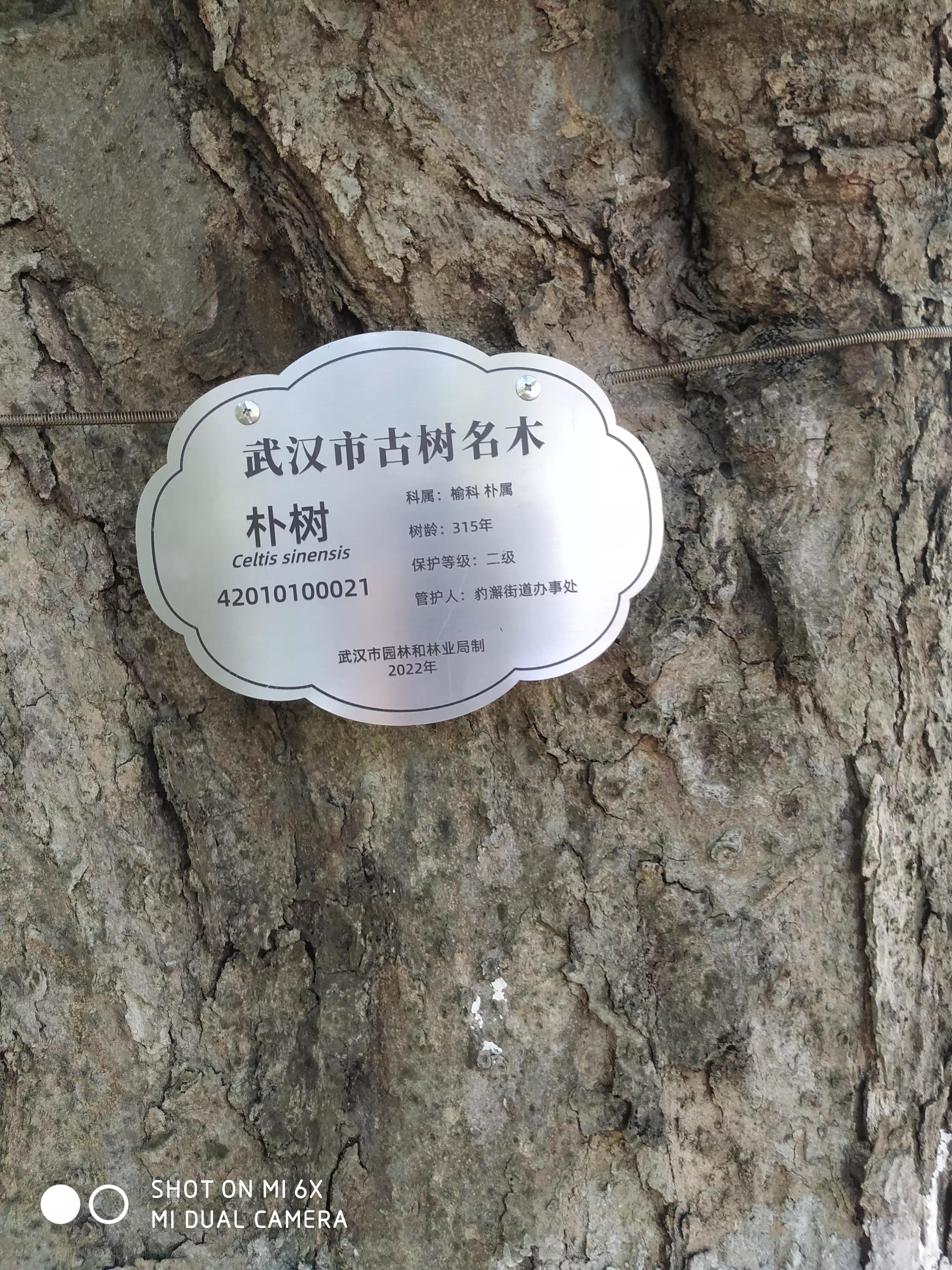 藤子树,藤子树图片大全