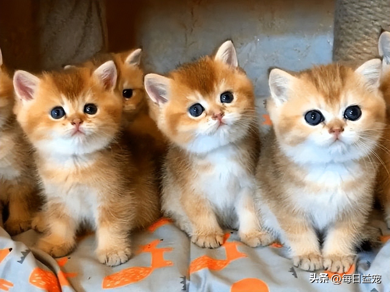 捡到一只小奶猫被家里狗咬死了,捡到小奶猫注意事项