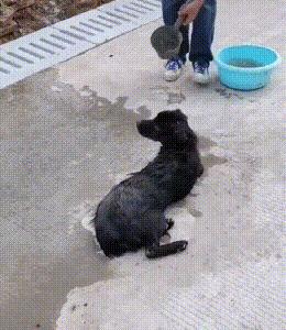 狗被偷狗贼偷了吃了,狗被狗贼偷了