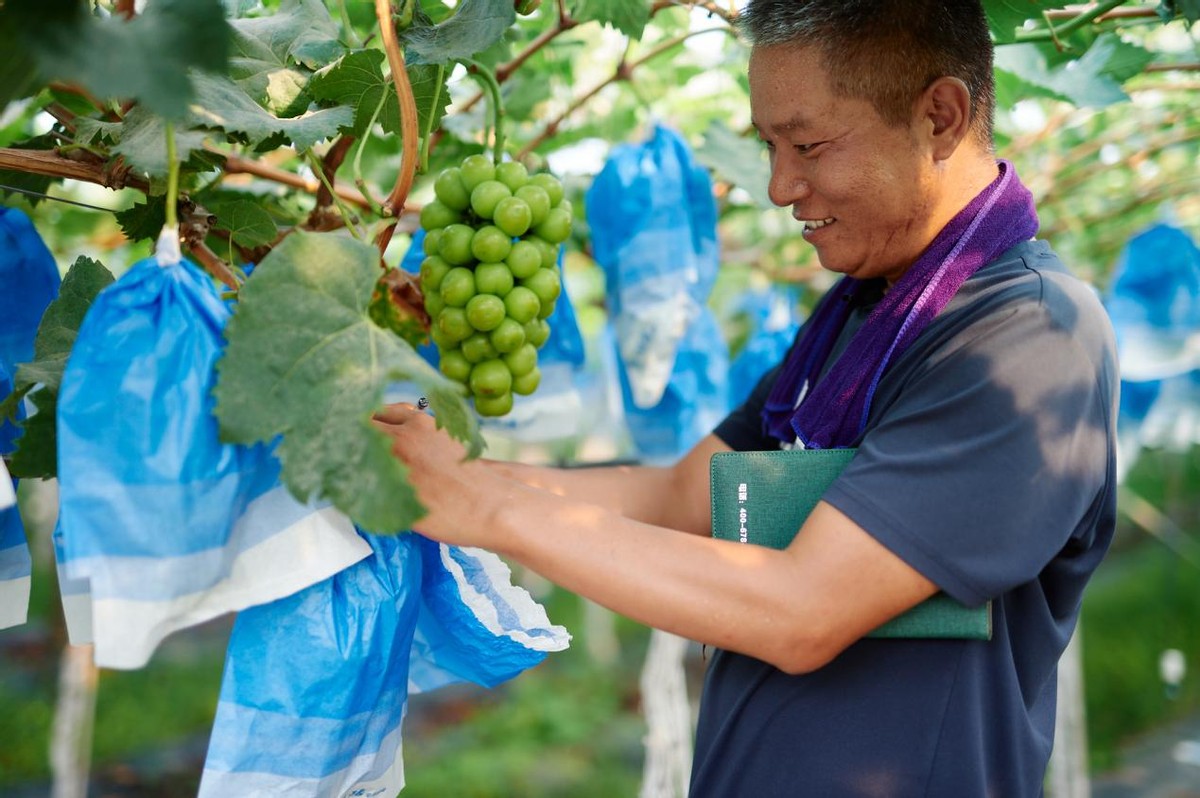葡萄架下幸福路——中原银行携手中原消费金融赋能乡村振兴