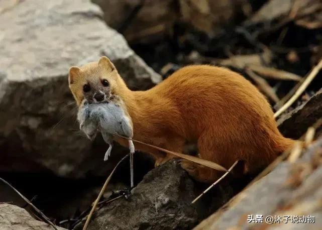 黄鼠狼和黄大仙的天敌,黄鼠狼为什么被人类称为黄大仙