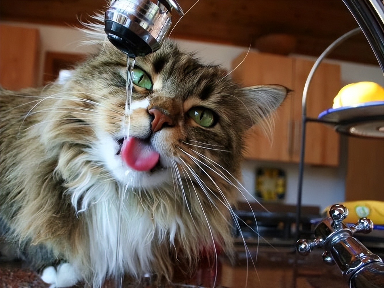 猫咪突然不吃饭也不喝水怎么回事,猫咪为什么一直守在水边不喝水