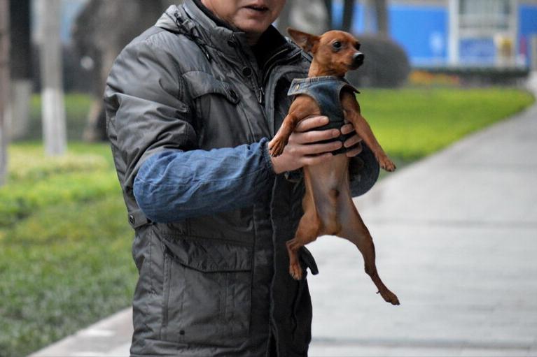 哪种宠物狗最便宜好养,养什么宠物狗比较便宜