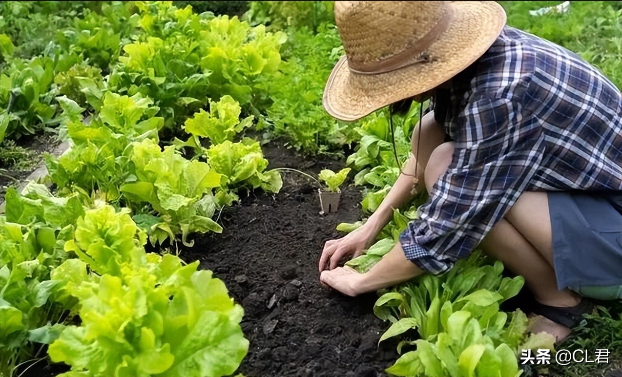 菜青虫的危害症状及防治方法,种菜有青虫用什么药