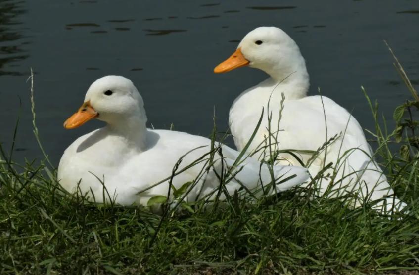 种鸭掉大毛是什么原因,鸭掉毛是什么原因引起