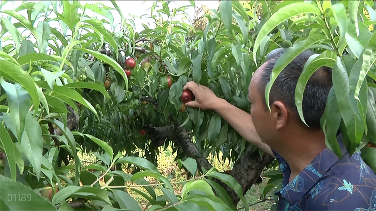 内乡县赤眉镇：统筹疫情防控和林果收购 助力果农丰产增收