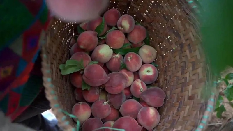 这个夏天带你吃西瓜和雪糕,西双版纳最值得买的水果