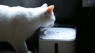 养猫不能放蟑螂药怎么办,养猫不能用的驱蚊方法