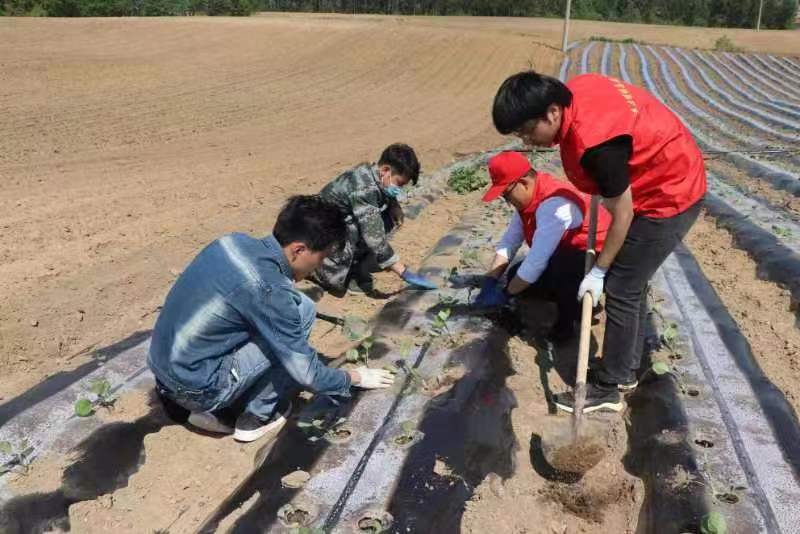 梅河口牛心顶镇：移栽蔬菜秧苗，种下增收“希望”