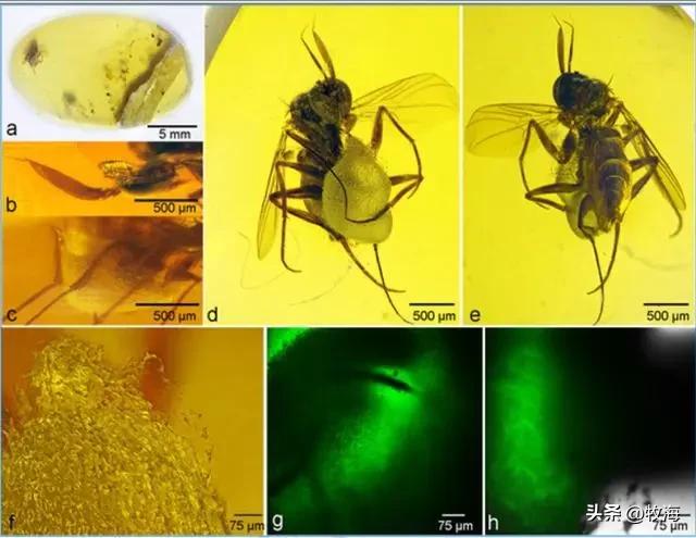 挑选伴侣基因筛选,雌性动物挑选雄性