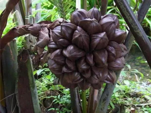 100多种罕见水果欣赏,100种罕见水果名字