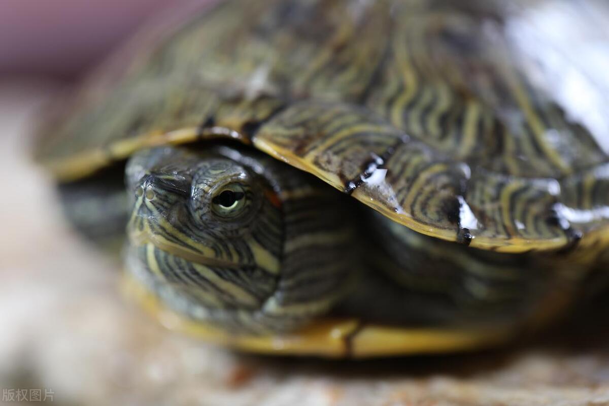 宠物龟得了白眼病怎么治,龟的白眼病该怎么治疗