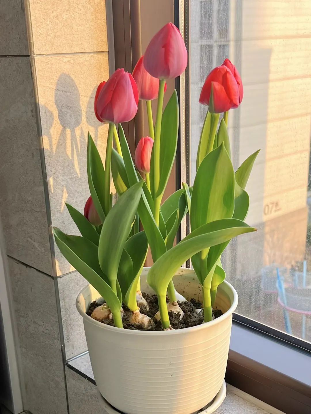 家庭招财植物摆放禁忌,家里适合摆放什么招财的植物