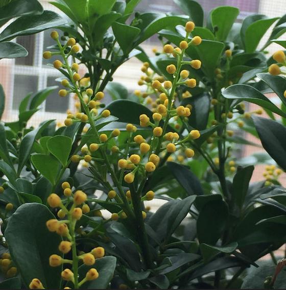 米兰花有香和不香的吗,米兰花喜欢什么肥料最好