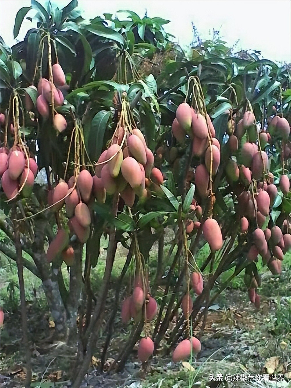 惠州市海岸线,惠州的海岸线