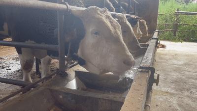 猪场供水供电应急预案图片,洪水围困养猪场消防紧急排险