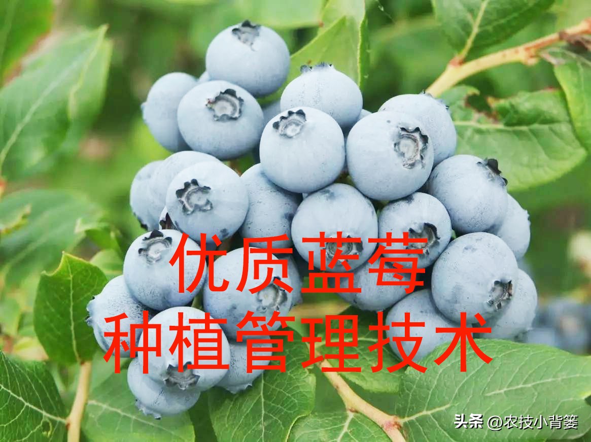 无土露天栽培蓝莓种植水肥管理,蓝莓基质栽培不需要调酸碱度